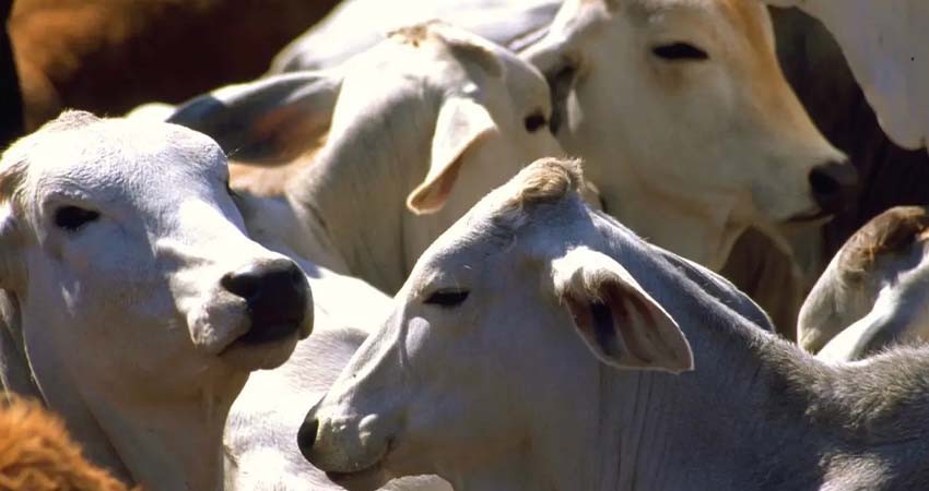 México aborda ‘satisfactoriamente’ con EU medidas contra gusano barrenador: Sader