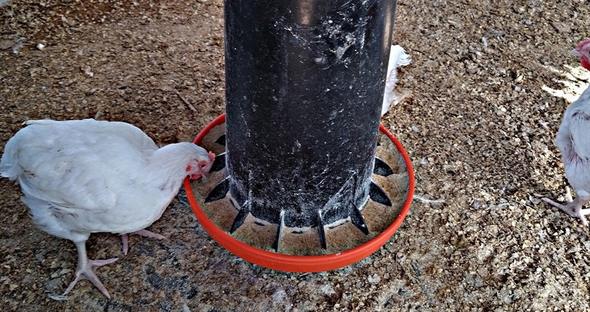 Mantiene SEPADA trabajos para erradicar la enfermedad de Newcastle en la región