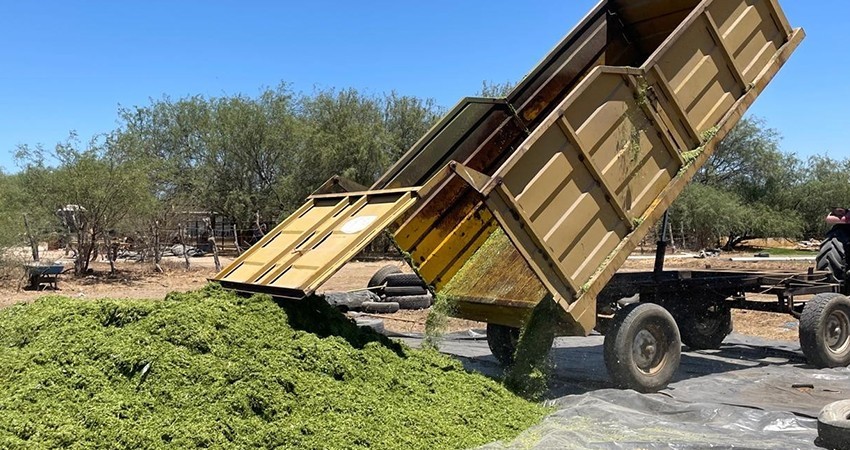 Productores de BCS siembran forraje para el alimento del ganado ante la sequía: SEPADA