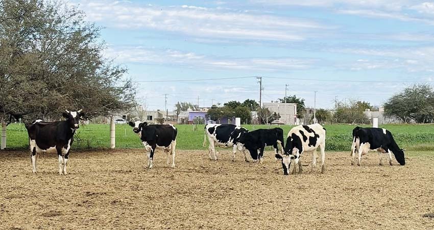 Destina el Gobierno del Estado recursos por 21.1 mdp a productores del Valle Santo Domingo