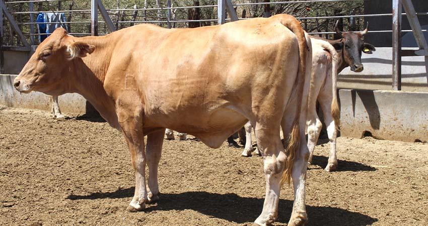 Refuerzan medidas contra el gusano barrenador del ganado en BCS