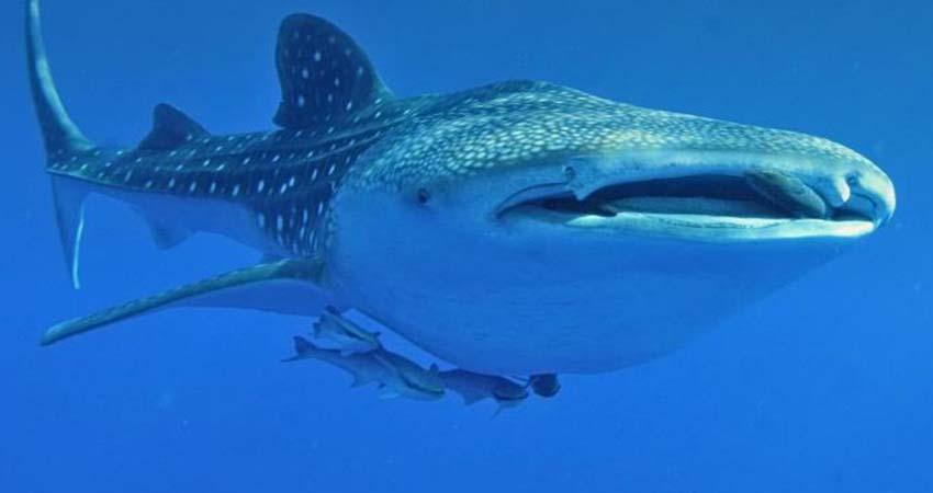 Documental busca concienciar de las amenazas del tiburón ballena en México
