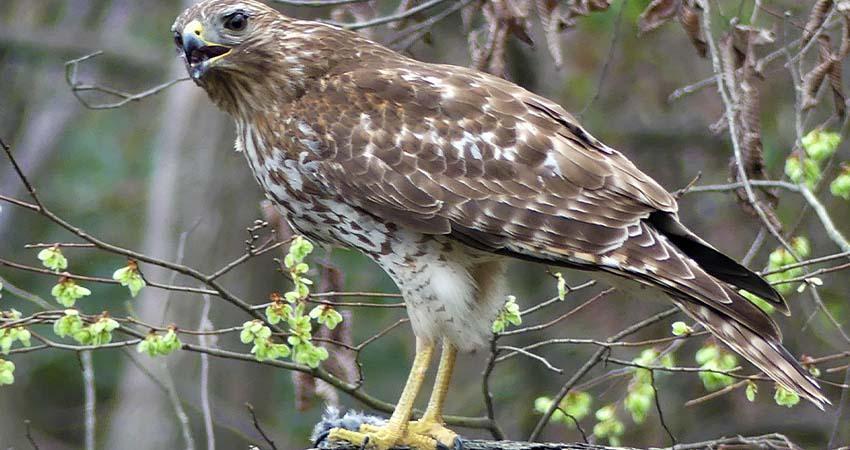 Semarnat confirma primer caso de gusano barrenador en fauna silvestre