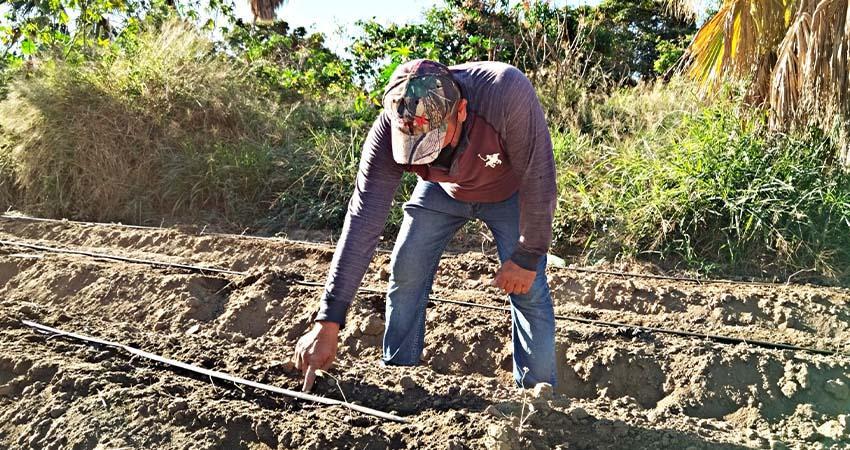 Gobierno de BCS reconoce la labor de los agricultores en su día Gobierno de BCS reconoce la labor de los agricultores en su día