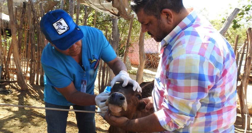 Brinda Ayuntamiento de La Paz atención veterinaria gratuita en Santa Gertrudis Brinda Ayuntamiento de La Paz atención veterinaria gratuita en Santa Gertrudis