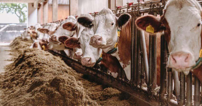 Caen 64% exportaciones ganaderas por gusano barrenador