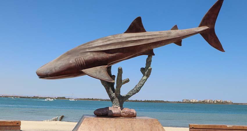 Invita Dirección Municipal de Turismo a ver documental sobre el tiburón ballena en La Paz Invita Dirección Municipal de Turismo a ver documental sobre el tiburón ballena en La Paz