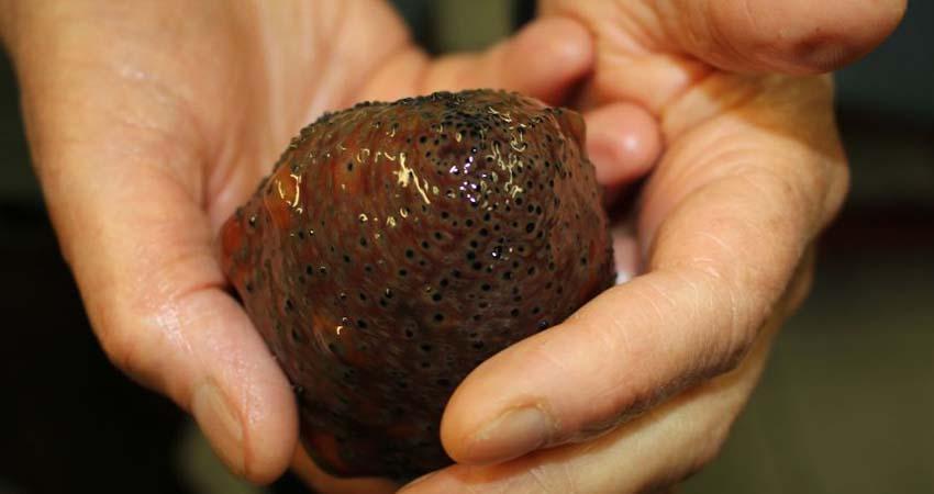 Pepino de mar: científicos buscan cultivarlo para preservar la especie frente a la pesca ilegal