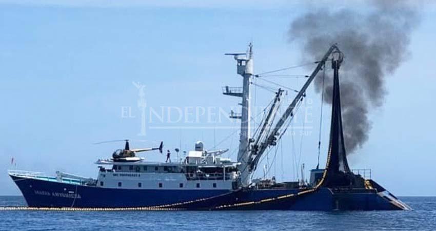 “Atadas de manos” autoridades contra barcos atuneros, tras denuncias por saqueo de especies en litorales de BCS