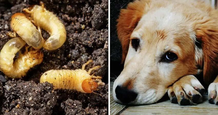 Se eleva número de casos de perros con gusano barrenador