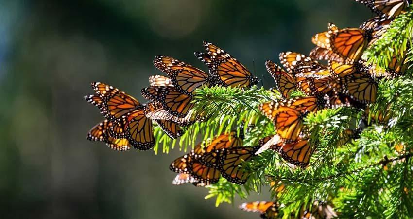 Unesco pide a México ampliar límites de Reserva de la Biosfera de la Mariposa Monarca
