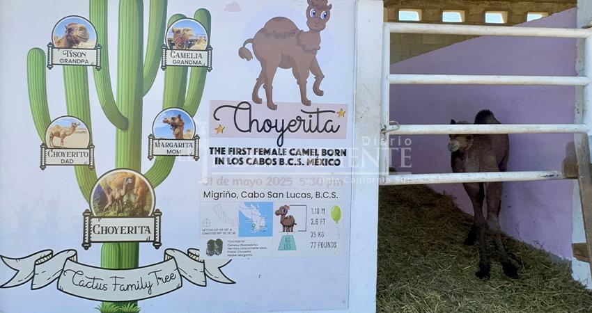 Nació "Choyerita", la segunda camello oriunda de Los Cabos, en Cactus Tour