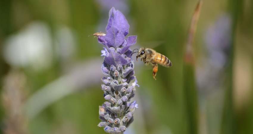 Van por cambios legislativos en uso de plaguicidas para proteger a polinizadores