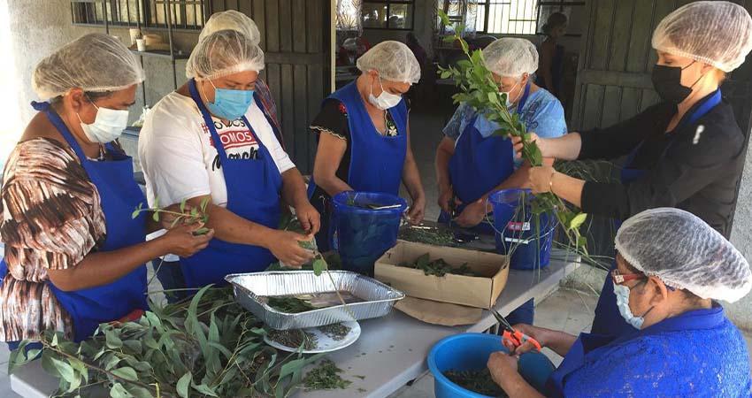 El Rosario impulsa el turismo sustentable con “Farmacia Viviente” El Rosario impulsa el turismo sustentable con “Farmacia Viviente”