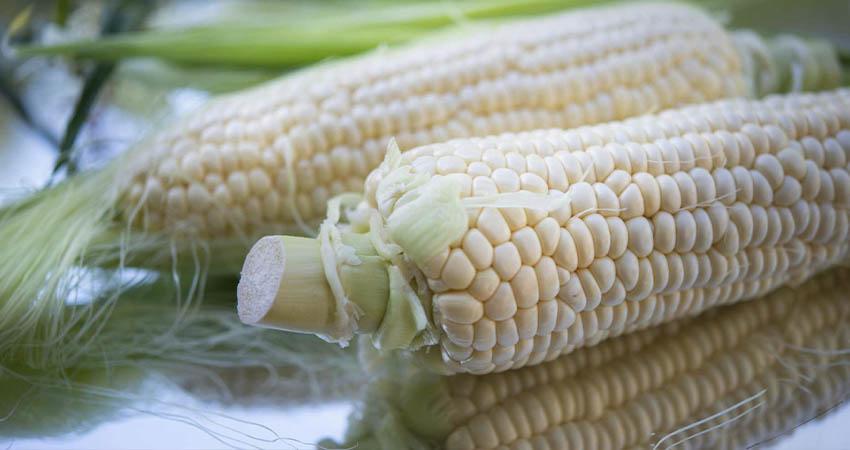 México garantiza “abasto nacional” de maíz blanco para 2025 México garantiza “abasto nacional” de maíz blanco para 2025