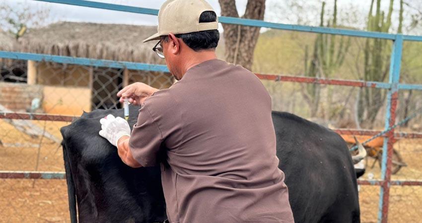 Ayuntamiento de La Paz brinda atención veterinaria gratuita en San Bartolo Ayuntamiento de La Paz brinda atención veterinaria gratuita en San Bartolo