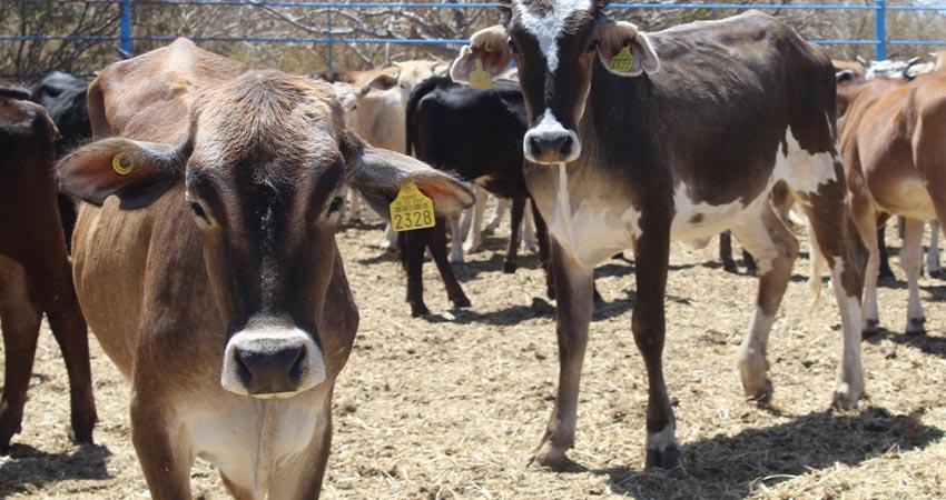 Fortalece el gobierno de BCS sus acciones para prevenir el gusano barrenador Fortalece el gobierno de BCS sus acciones para prevenir el gusano barrenador