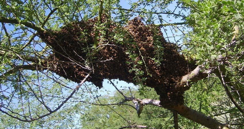Abejas como pilares de la biodiversidad y la seguridad alimentaria Abejas como pilares de la biodiversidad y la seguridad alimentaria