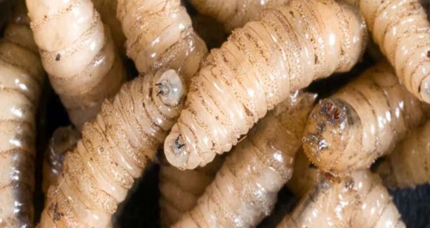 Gusano barrenador cobra su primera víctima humana en México