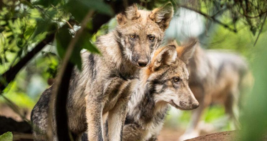 Lobo Mexicano volvió de la extinción gracias a zoológicos: AZCARM
