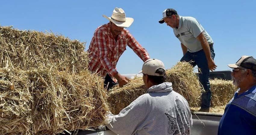 Gobierno del Estado entrega sorgo forrajero a comunidades rurales de Comondú Gobierno del Estado entrega sorgo forrajero a comunidades rurales de Comondú