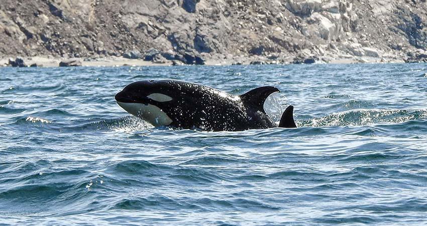 Baja California Sur, pionera en regular el avistamiento y nado con orcas en México