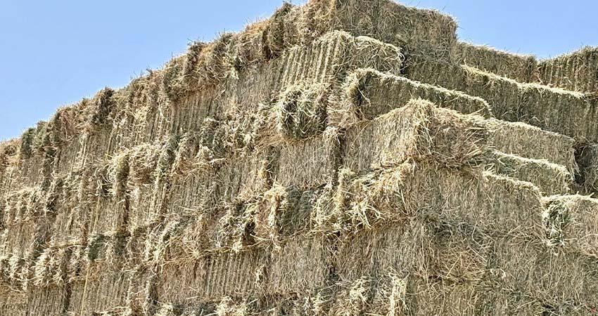 Inicia Gobierno Estatal primer corte de la segunda etapa producción de forraje en vivero de Comondú Inicia Gobierno Estatal primer corte de la segunda etapa producción de forraje en vivero de Comondú