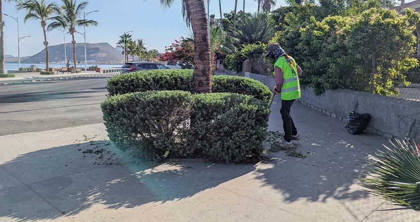 Servicios Públicos Municipales realiza poda de arbustos y palmeras en el malecón Servicios Públicos Municipales realiza poda de arbustos y palmeras en el malecón