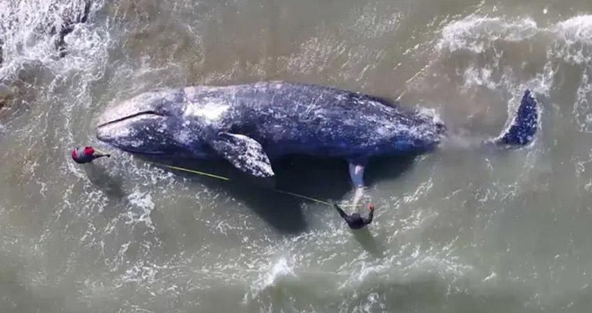 Lanzan S.O.S. por la ballena gris, tras muerte de 158 ejemplares en 2025