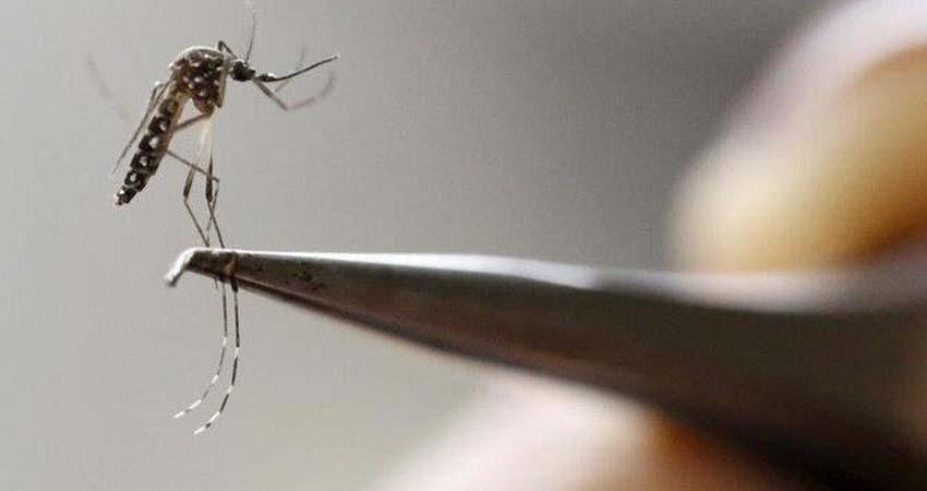 A través el proyecto Wolbachia, SSA realiza acciones de prevención del dengue en Los Cabos A través el proyecto Wolbachia, SSA realiza acciones de prevención del dengue en Los Cabos