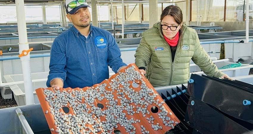 Inició la veda de abulón en Baja California Sur Inició la veda de abulón en Baja California Sur
