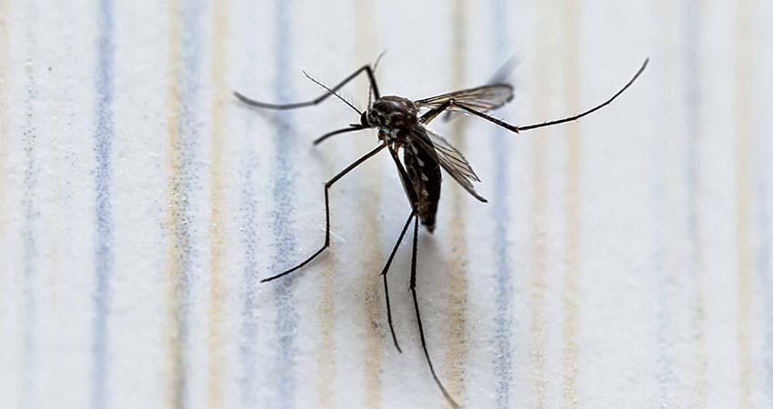 México abrió el mes de septiembre con 755 contagios de dengue México abrió el mes de septiembre con 755 contagios de dengue