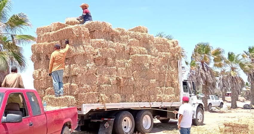 Distribuye SEPADA más de 3 mil pacas de sorgo forrajero a productores locales Distribuye SEPADA más de 3 mil pacas de sorgo forrajero a productores locales