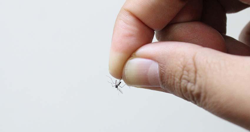 Piden a la población protegerse contra picadura de moscos y prevenir enfermedades como dengue Piden a la población protegerse contra picadura de moscos y prevenir enfermedades como dengue