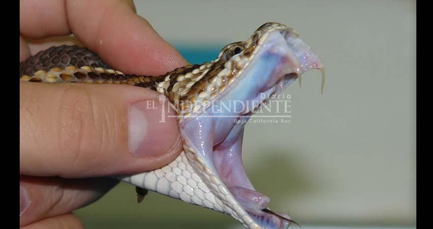 SSA cuenta con antídoto para mordeduras y picaduras de animales ponzoñosos: Guluarte Castro SSA cuenta con antídoto para mordeduras y picaduras de animales ponzoñosos: Guluarte Castro