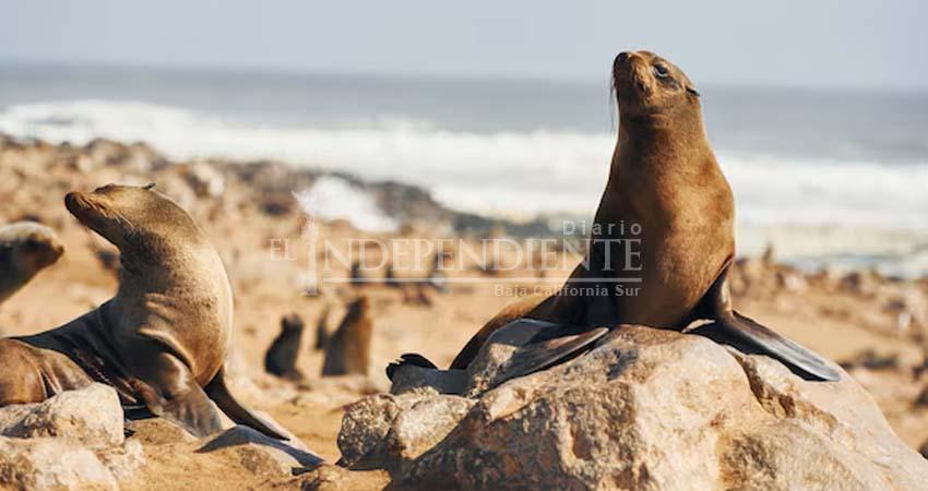 Asociación Sudcaliforniana innova en técnicas para rescate de lobos marinos