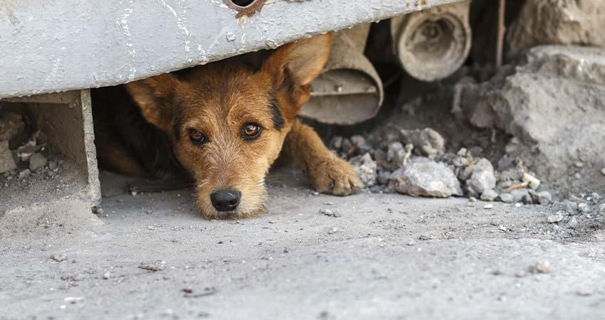 Proponen que en BCS se delito el abandono de animales domésticos