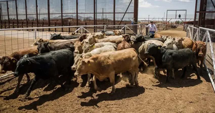Estados Unidos critica manejo del gusano barrenador en México cerca de la frontera