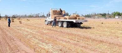 SEPADA apoya a productores de Comondú mediante el Plan Estratégico de Atención a la Sequía