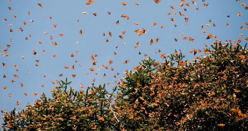 Comenzó migración de Mariposa Monarca a México