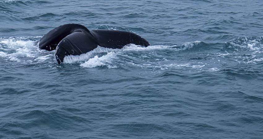 Ballenas llegan a Los Cabos antes de tiempo; llaman autoridades a esperar a diciembre para el avistamiento