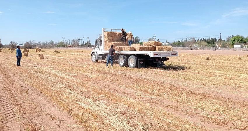 SEPADA apoya a productores de Comondú mediante el Plan Estratégico de Atención a la Sequía