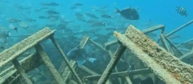 Crearán la primera granja marina con arrecifes en Los Cabos