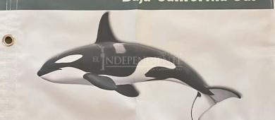 Tras reclamos, Semarnat ofrece permisos adicionales a comunidades del plan de orcas