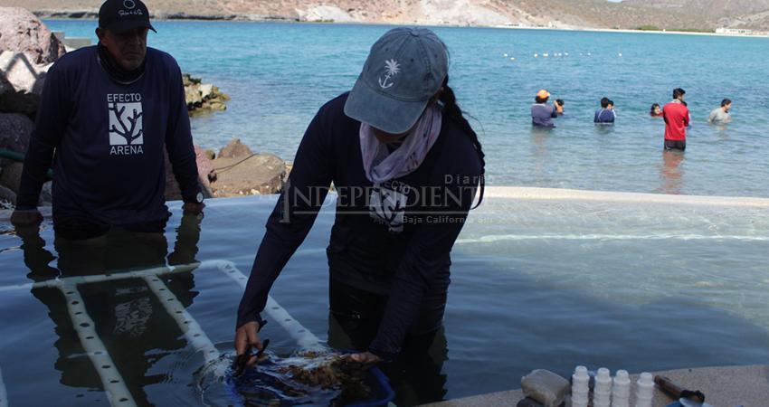 Efecto Arena capacita a prestadores turísticos para proteger los arrecifes de La Paz