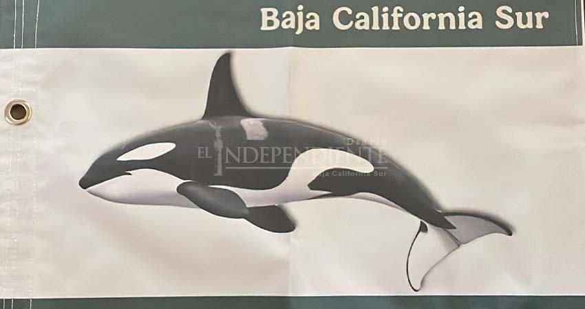 Tras reclamos, Semarnat ofrece permisos adicionales a comunidades del plan de orcas