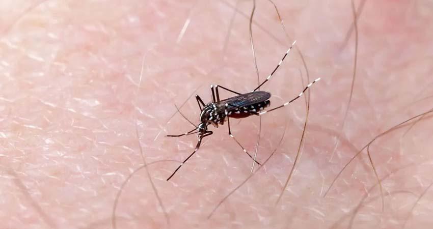 Mantiene BCS a la baja la ocupación hospitalaria por casos de dengue