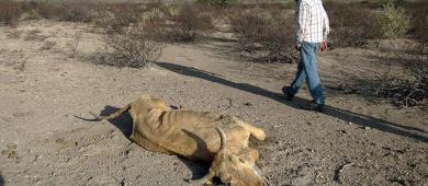 Aprueba Congreso BCS la implementación del plan estratégico para sequías y seguro de vida para productores ganaderos