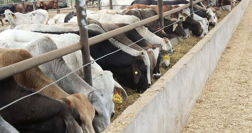 México activa emergencia de sanidad animal por gusano barrenador