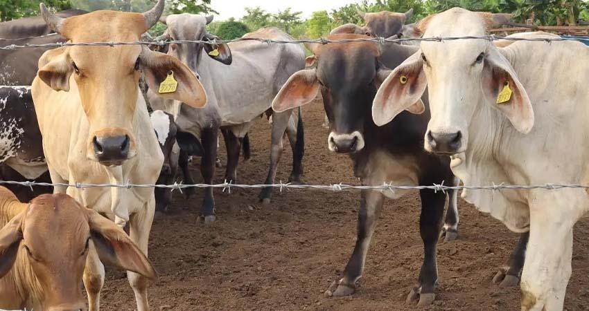 Ganaderos mexicanos denuncian "sobrerregulación" por medidas contra gusano barrenador